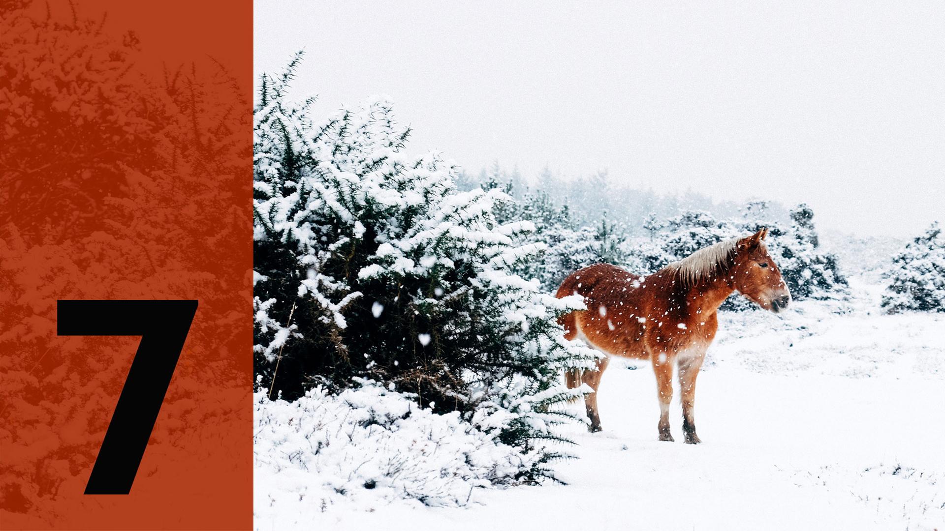 Im Hintergrund ein Pferd im Schnee, im Vordergrund die Zahl Sieben.