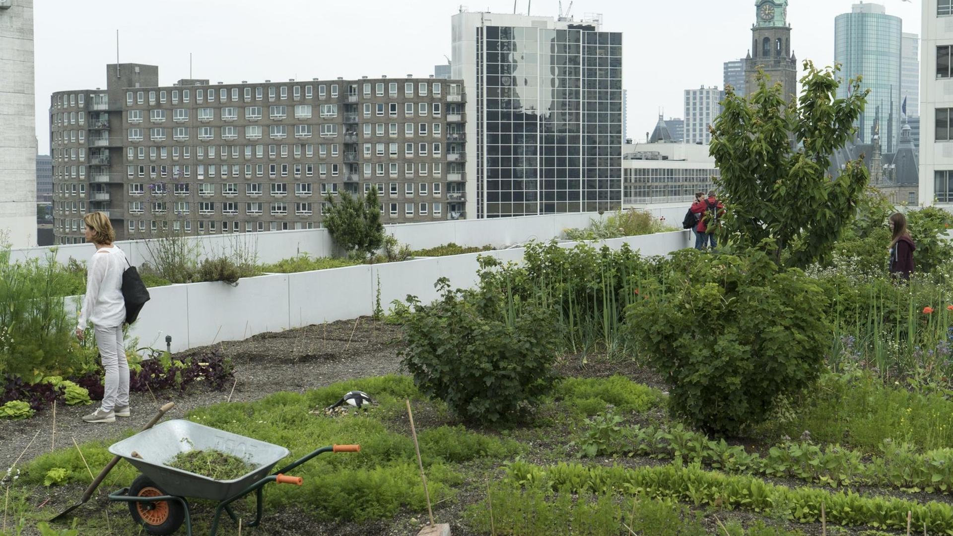 Gemüsegarten Dakakker auf dem Flachdach auf einem Büro-Hochhaus in Rotterdam