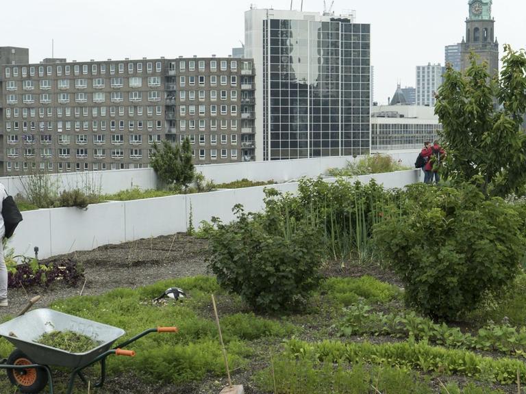Gemüsegarten Dakakker auf dem Flachdach auf einem Büro-Hochhaus in Rotterdam