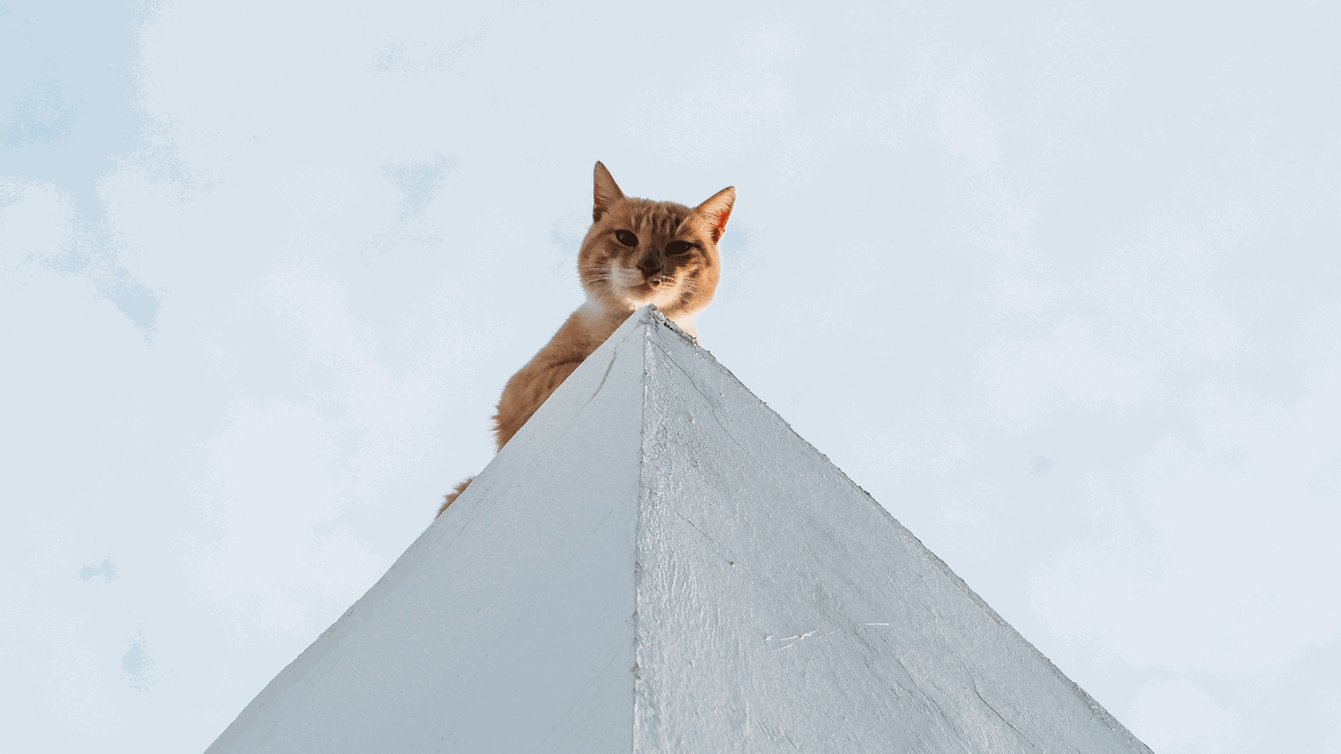 "Katzen und manche Väter haben sieben Leben". Eine rothaarige Katze sitzt auf einer Pyramide und schaut hinunter in die Kamera.