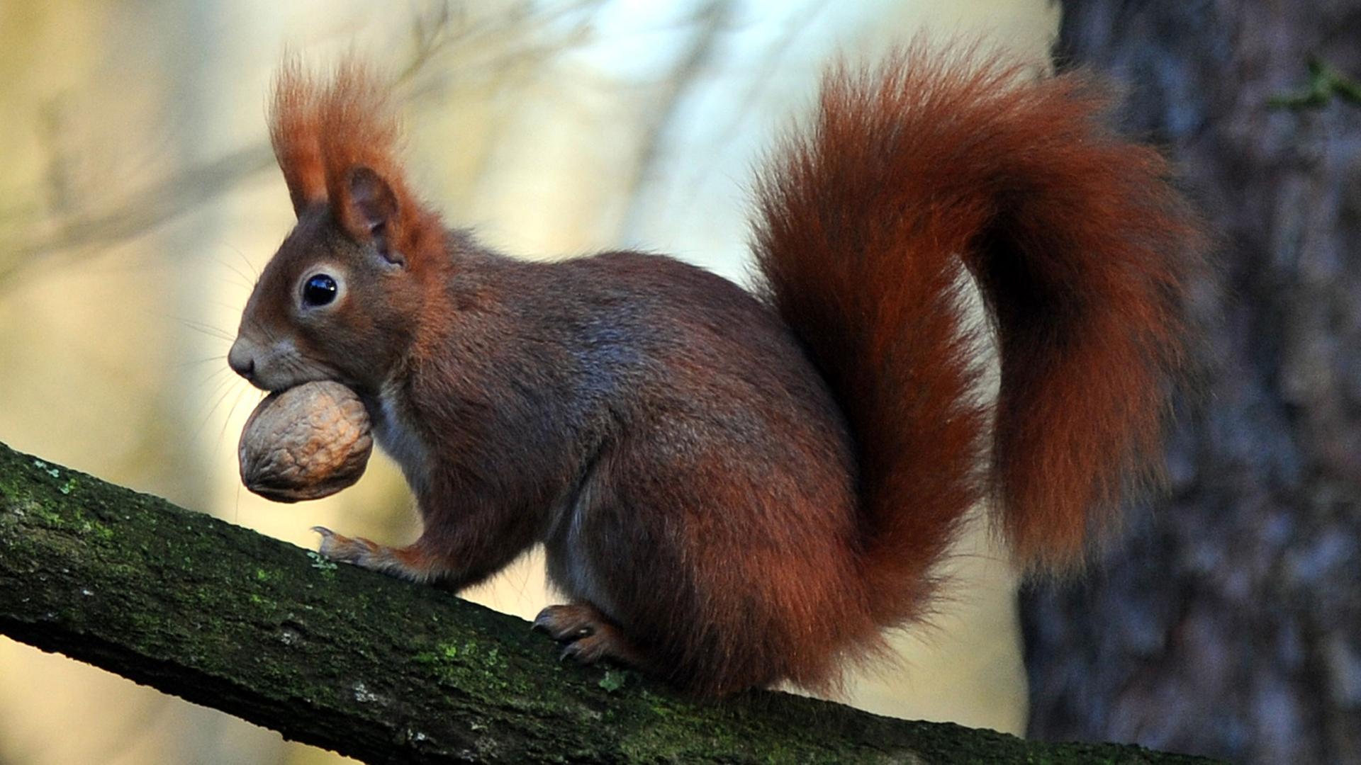 Ein Eichhörnchen sitzt auf einem Ast bei Sottrum (Niedersachsen) und hält eine Walnuss zwischen den Zähnen.