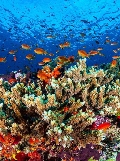 Sie sehen das "Great Barrier Reef" vor Australien. Dort schwimmen viele Fische, und man sieht bunte Algen.