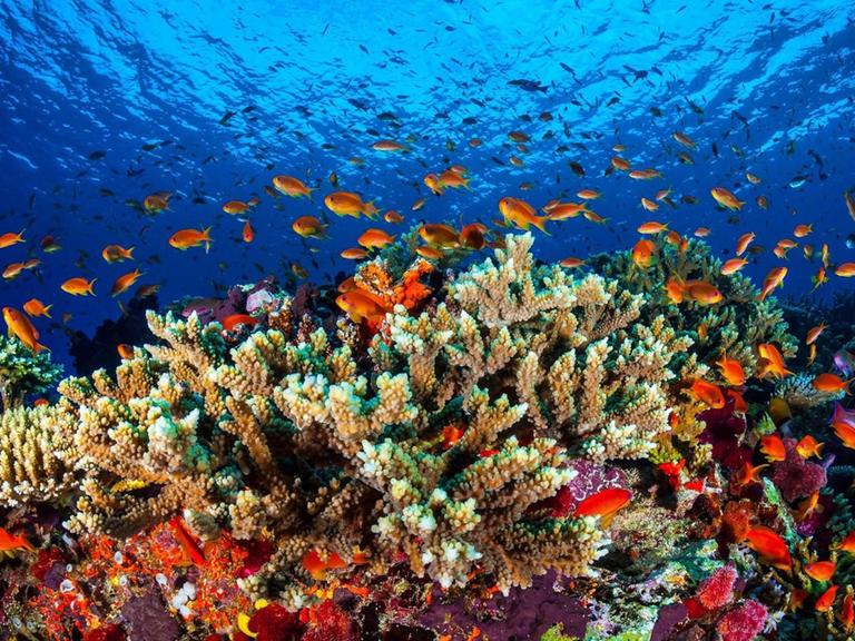 Sie sehen das "Great Barrier Reef" vor Australien. Dort schwimmen viele Fische, und man sieht bunte Algen.
