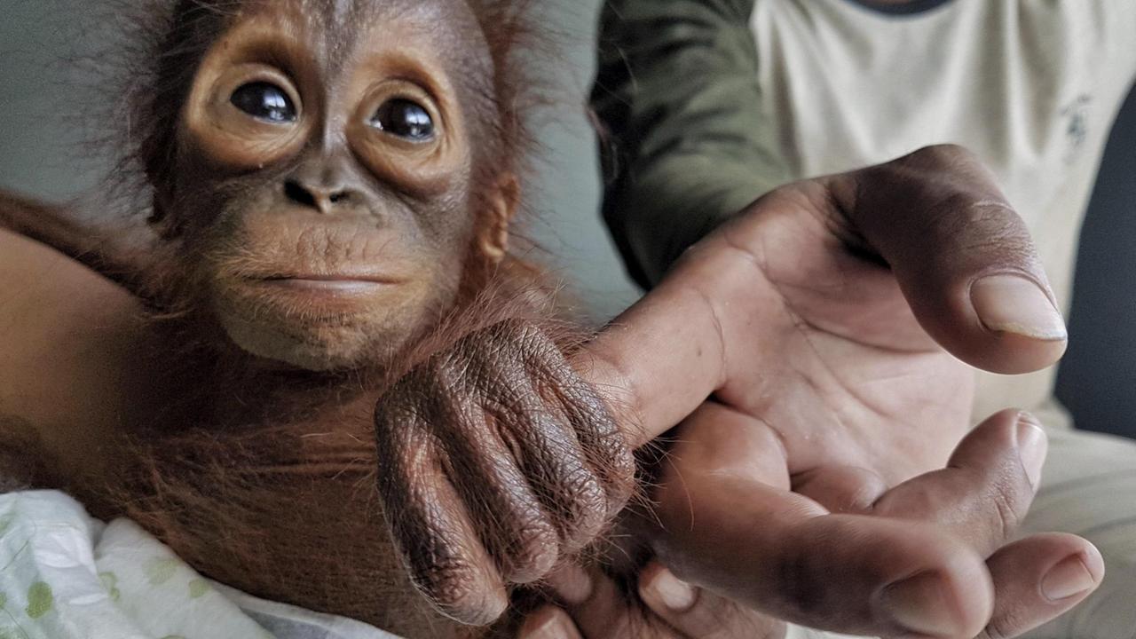 Auf diesem von der «Borneo Orangutan Survival Foundation» (BOS) herausgegebenen Foto hält ein vor kurzem gerettetes Orang-Utan Baby die Hand eines Pflegers im «Nyaru Menteng Orangutan Rehabilitation Center» in Kalimantan (Indonesien).
