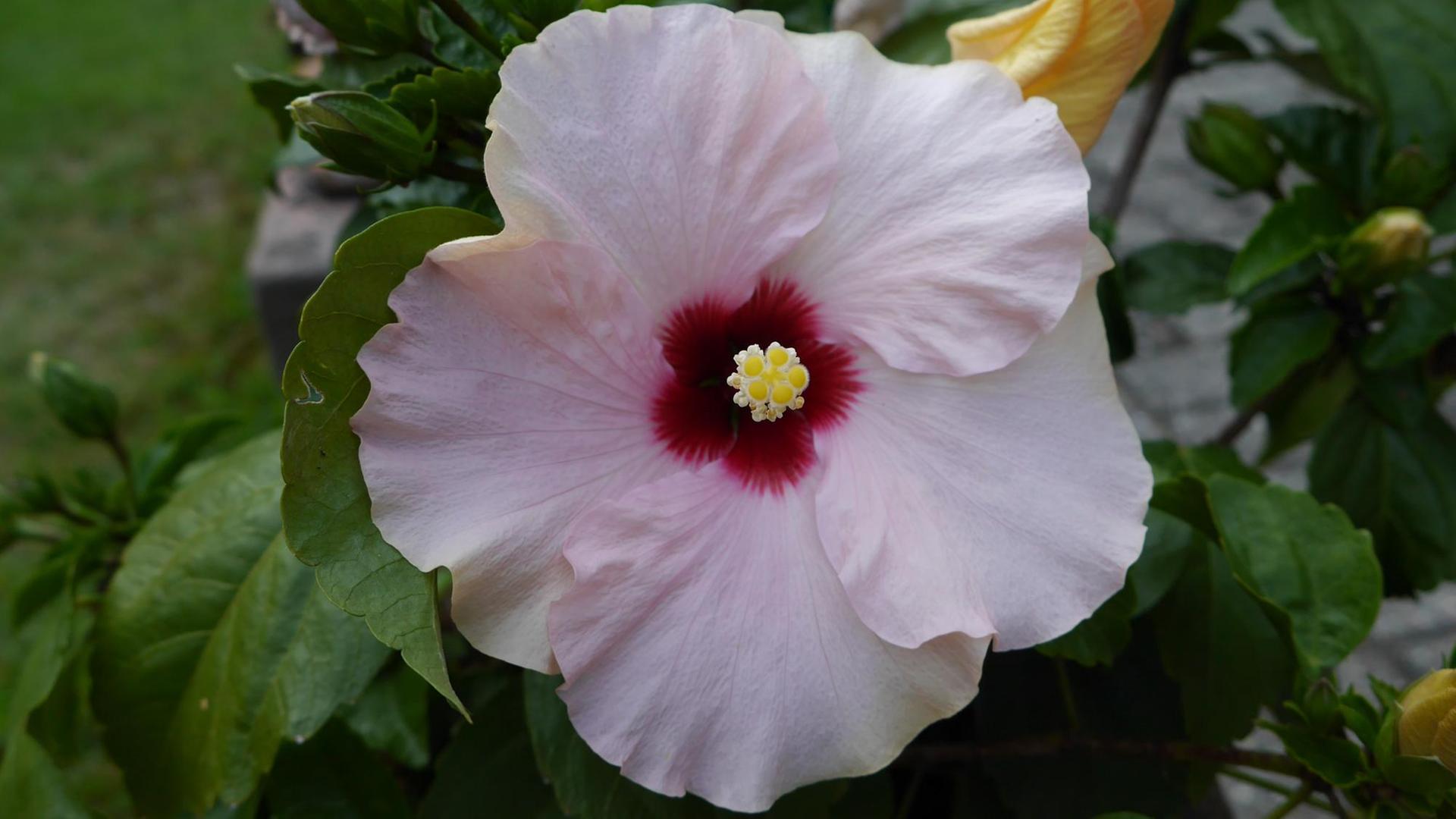 Eine Hibiskus-Blüte