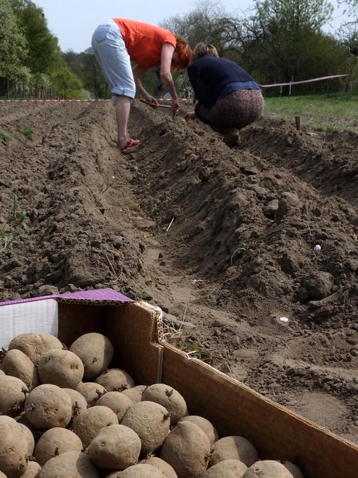 Kartoffelanbau auf dem 200 Quadratmeter großen "Weltacker" der Aktivisten der "Zukunftsstiftung Landwirtschaft"