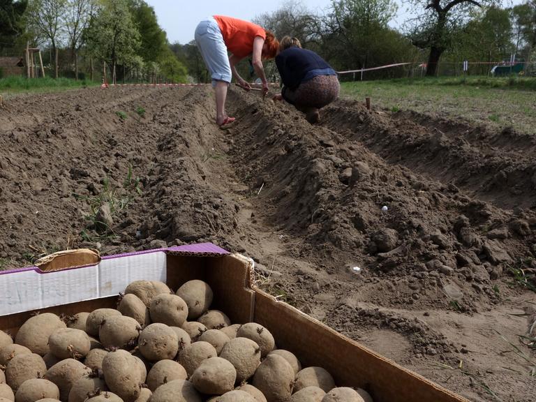 Kartoffelanbau auf dem 200 Quadratmeter großen "Weltacker" der Aktivisten der "Zukunftsstiftung Landwirtschaft"