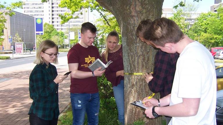 BürgerwissenschaftlerInnen erfassen die Daten eines Straßenbaumes mit Maßband und Smartphone