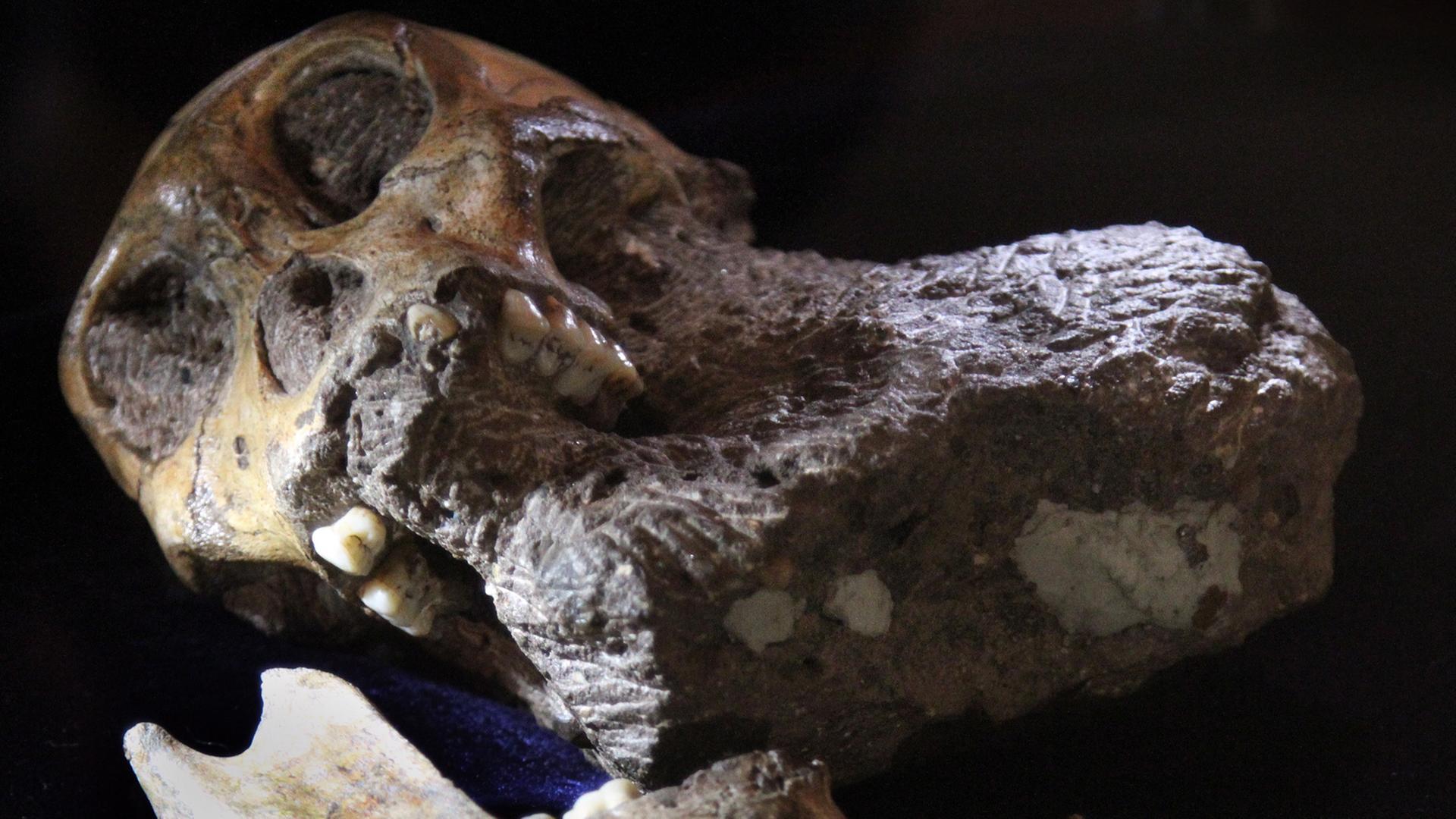Das fossilierte Skelett eines Australopithecus sediba wurde im Jahr 2008 nördlich von Johannesburg (Südafrika) ausgegraben.