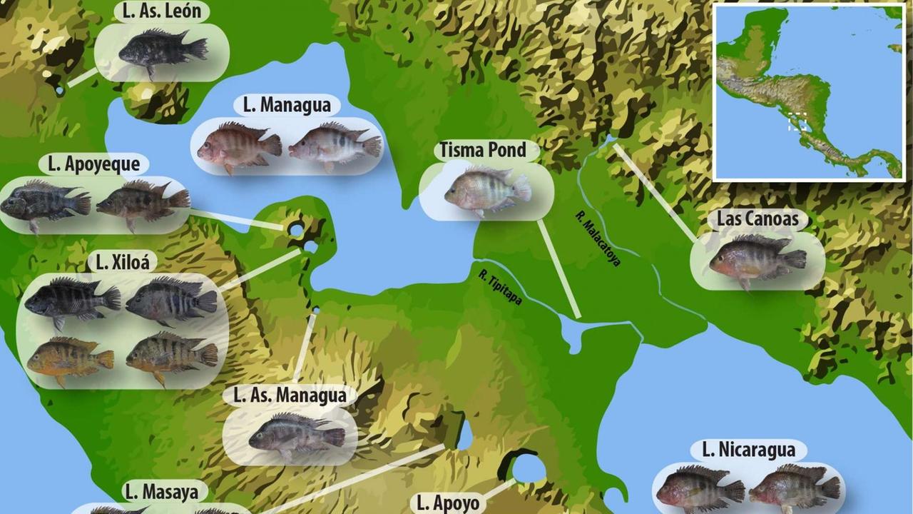 Die Karte zeigt die geografische Verteilung und morphologische Vielfalt der verschiedenen Midas-Buntbarscharten und Ökotypen, die den Nicaragua- und Managuasee sowie verschiedene Kraterseen bewohnen.