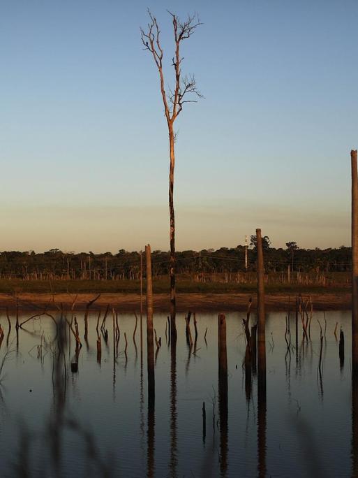 Tote Bäume stehen in einem abgeholzten Teil des Amazonas-Regenwaldes.