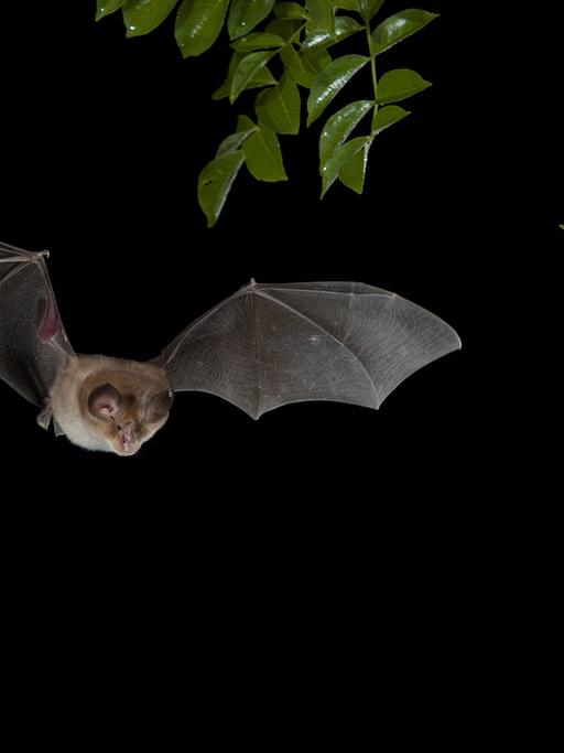 Eine Mittelmeer-Hufeisennase (Rhinolophus euryale) im Flug
