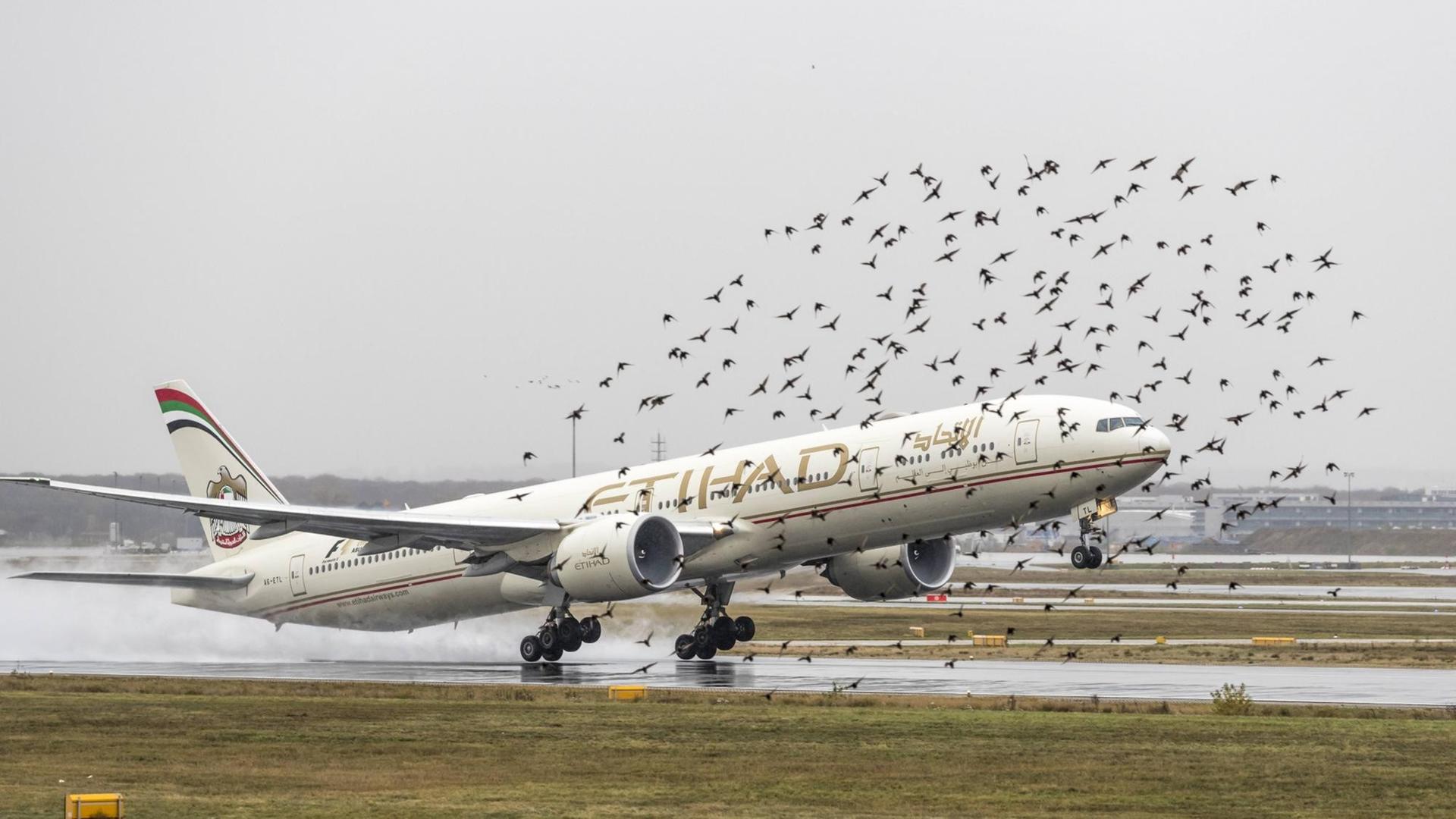 Ein Flugzeug der Gesellschaft Etihad hebt am Flughafen Frankfurt ab und trifft auf einen Vogelschwarm