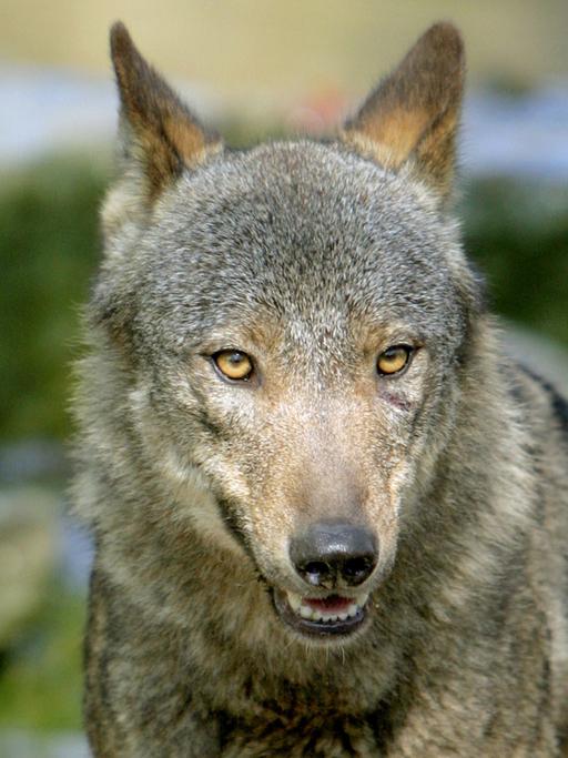Ein iberischer Wolf im Allwetterzoo in Münster