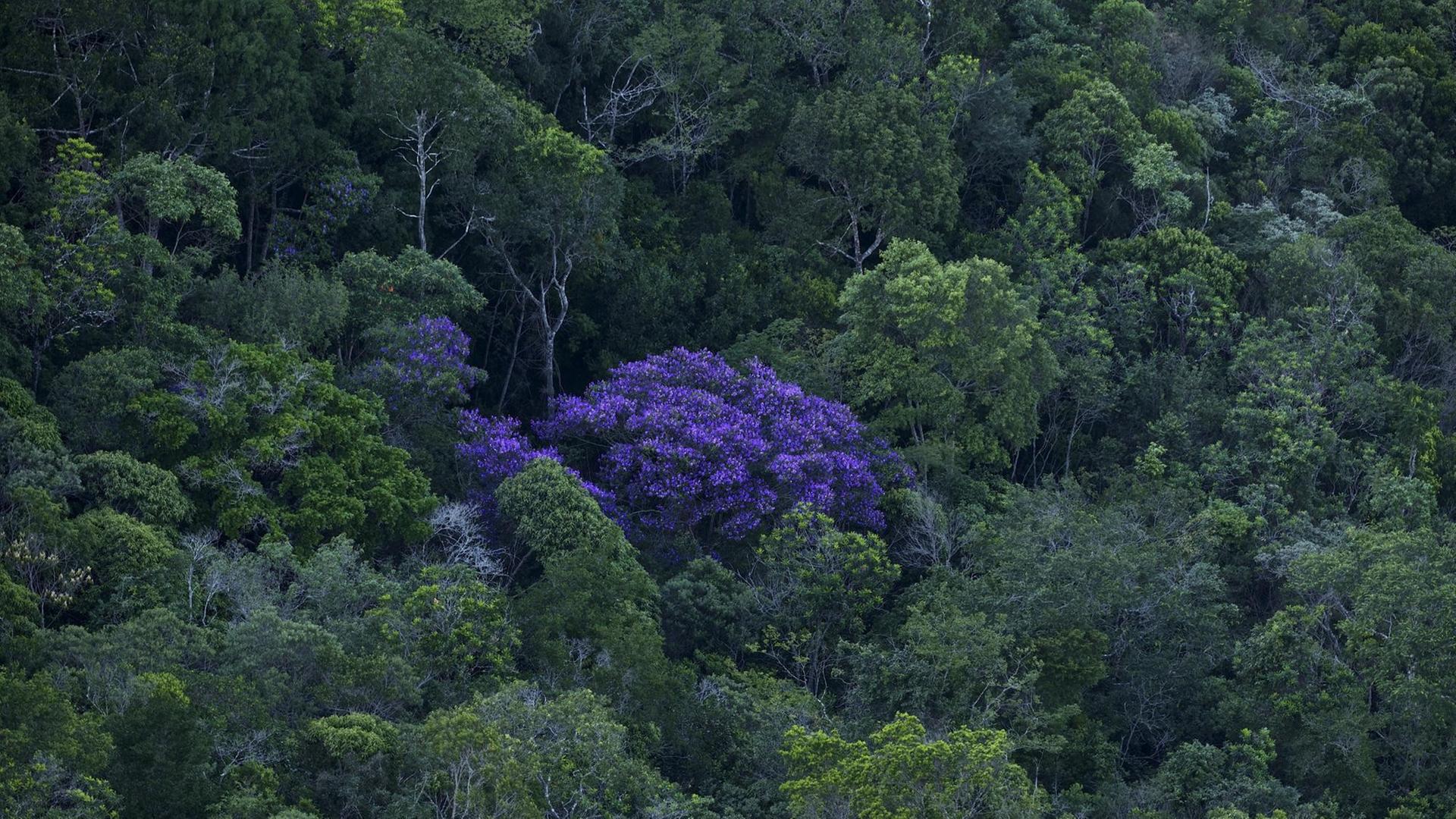 Ein einzelner lilafarbener Baum sticht aus den grünen Bäumen eines Regenwaldes hervor.