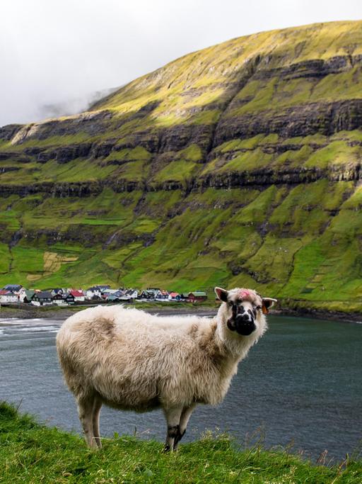 Färöer-Inseln: Schafe stehen in der Nähe der Gemeinde Tjornuvik an einem Hang.