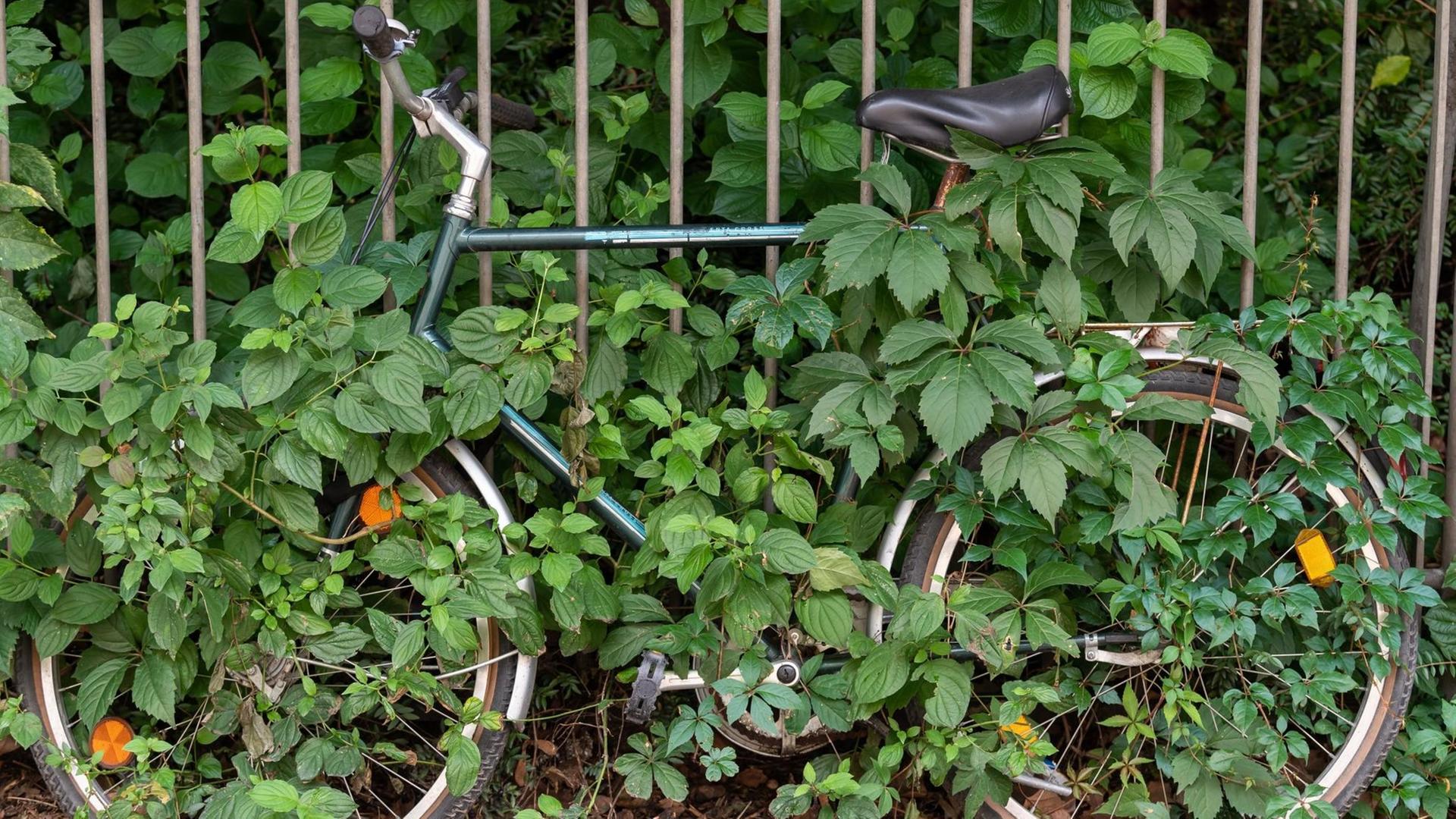 Ein von Pflanzen umranktes und eingewachsenes Fahrrad steht an einem Zaun angelehnt am Straßenrand