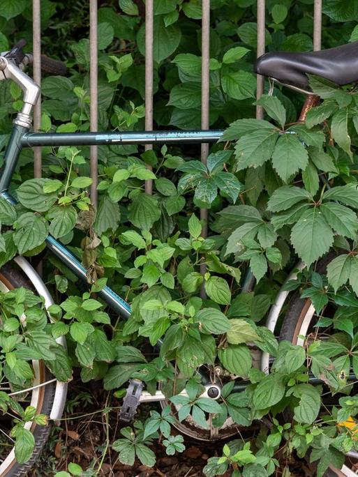 Ein von Pflanzen umranktes und eingewachsenes Fahrrad steht an einem Zaun angelehnt am Straßenrand