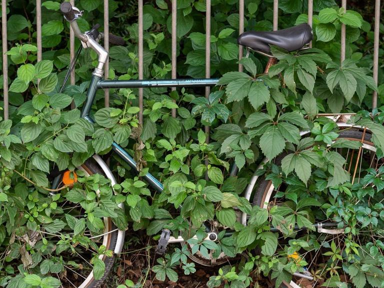 Ein von Pflanzen umranktes und eingewachsenes Fahrrad steht an einem Zaun angelehnt am Straßenrand