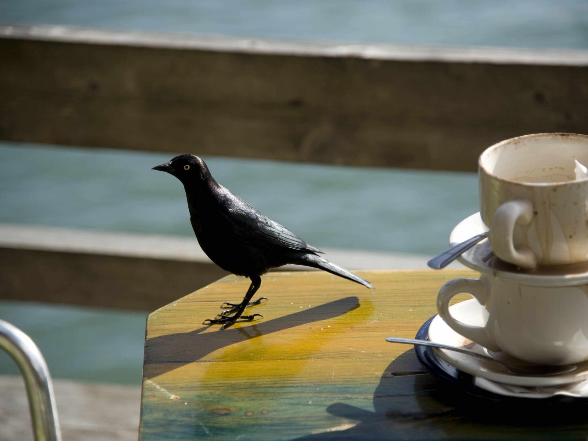 Eine Amsel auf dem Tisch eines Cafés draußen.