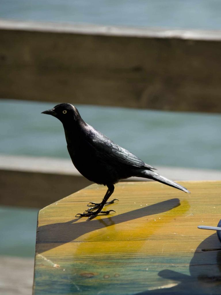Eine Amsel auf dem Tisch eines Cafés draußen.