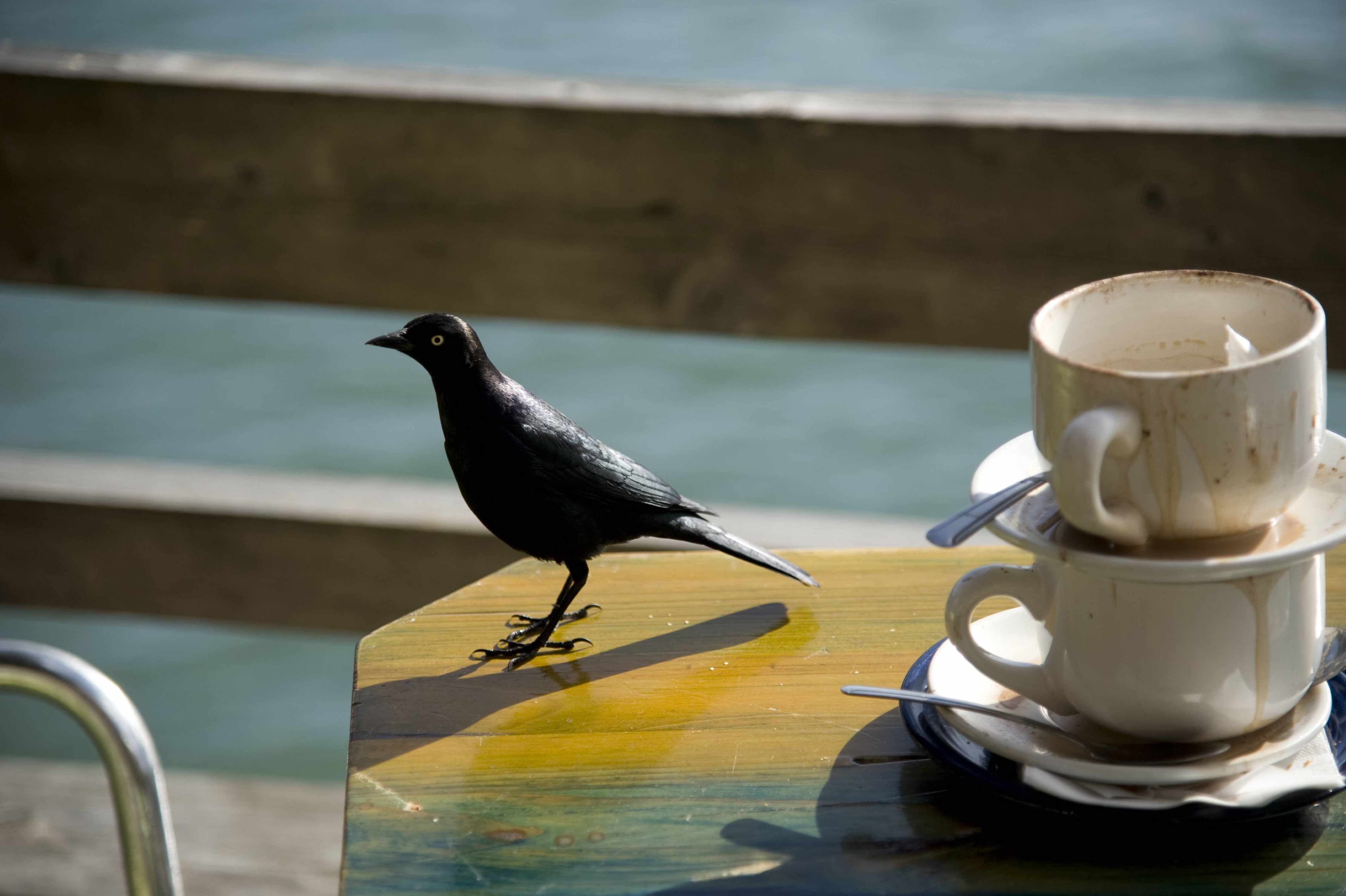 Eine Amsel auf dem Tisch eines Cafés draußen.