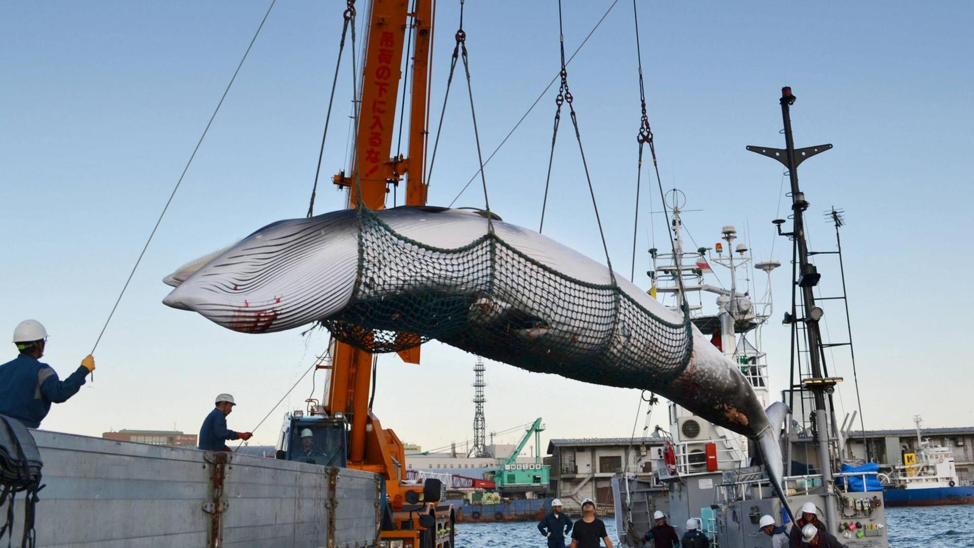 Das Land Japan will wieder Wale töten.