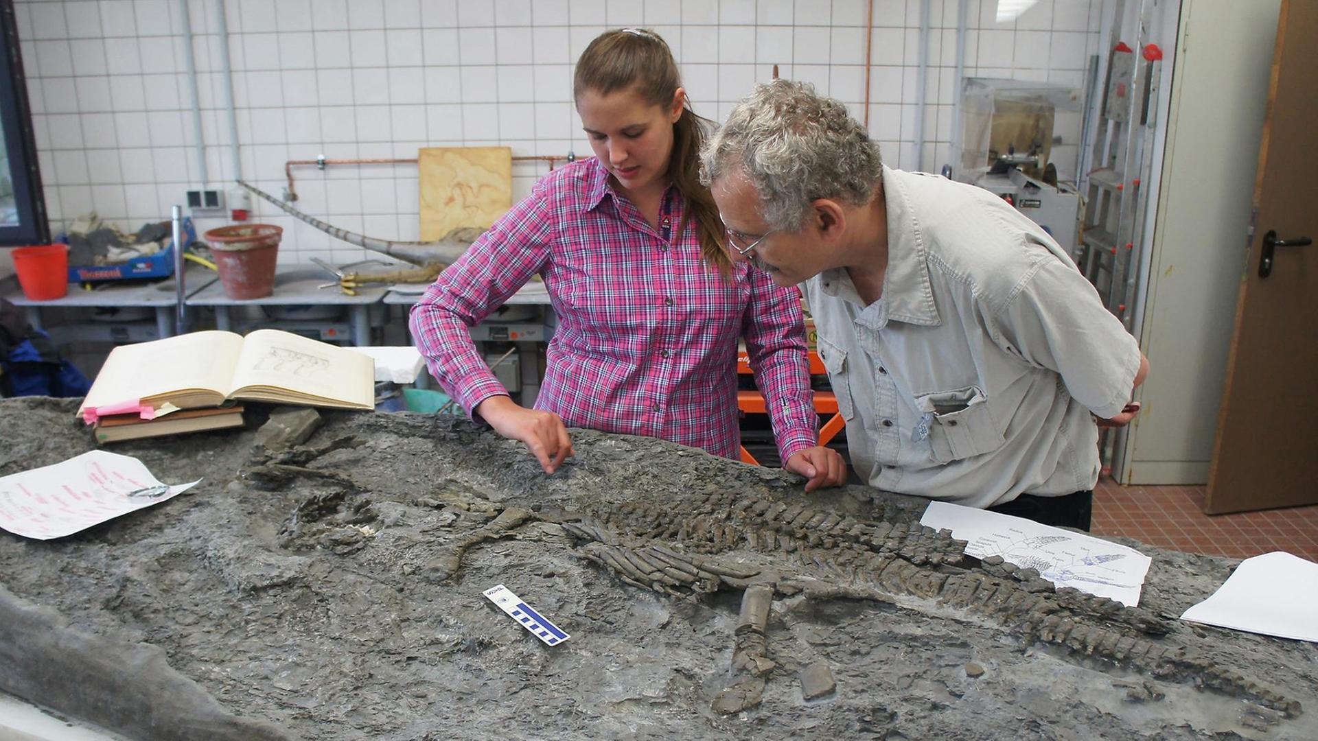 Die Paläontologen Tanja Wintrich und Martin Sander von der Universität Bonn untersuchen das Skelett eines Plesiosauriers (undatierte Aufnahme)