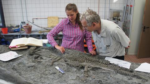 Die Paläontologen Tanja Wintrich und Martin Sander von der Universität Bonn untersuchen das Skelett eines Plesiosauriers (undatierte Aufnahme)