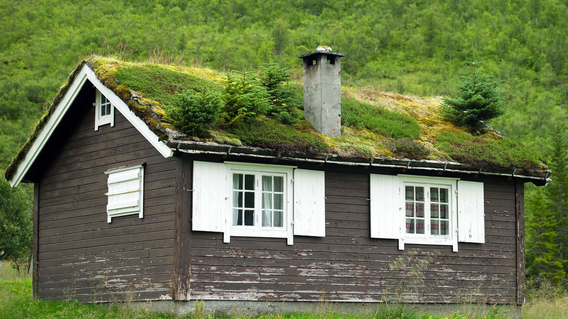 Hütte mit Dachbegrünung