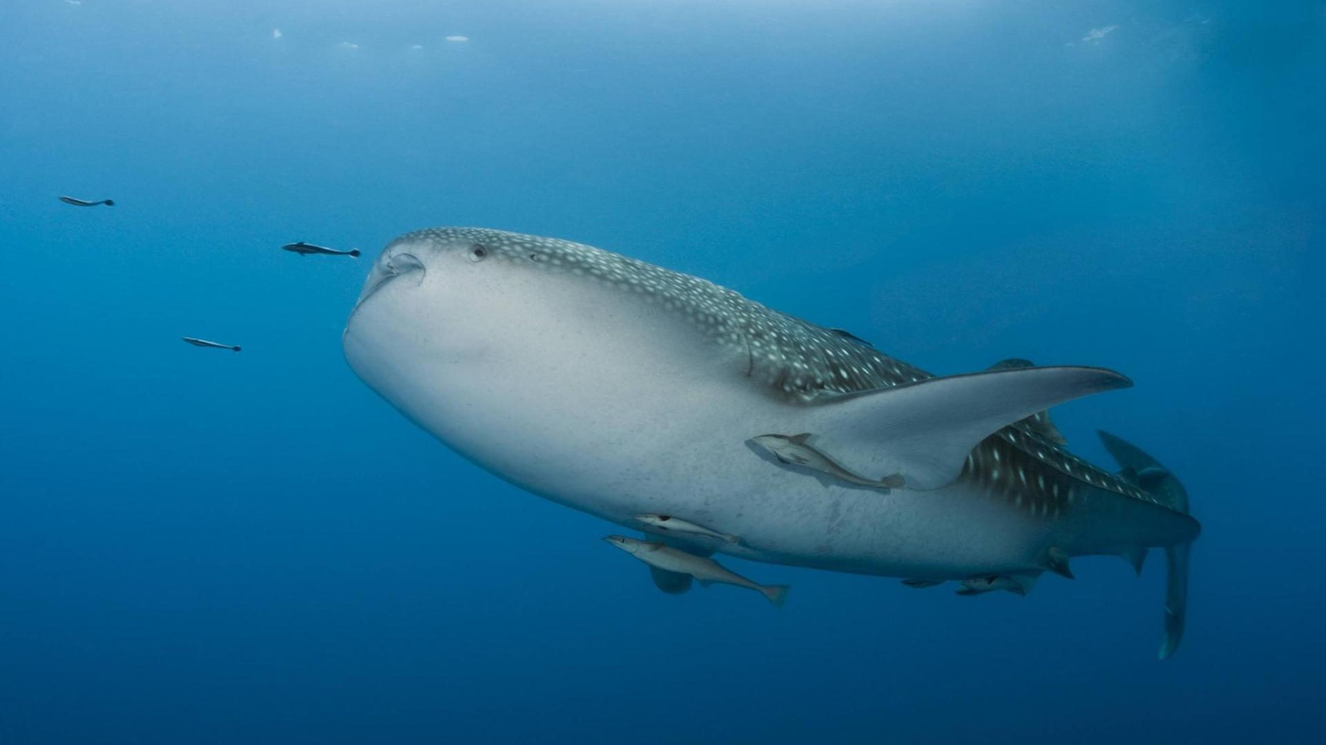 EIkn Walhai (Rhincodon typus)