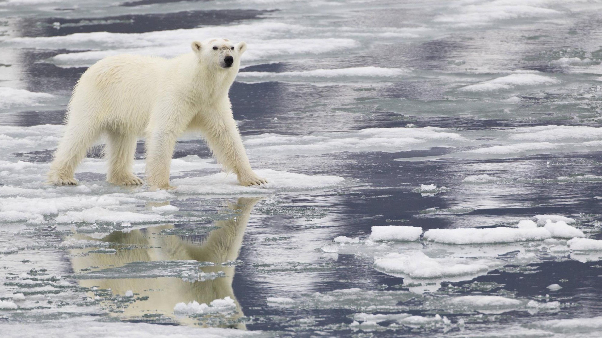 Eisbären leiden unter Klimawandel