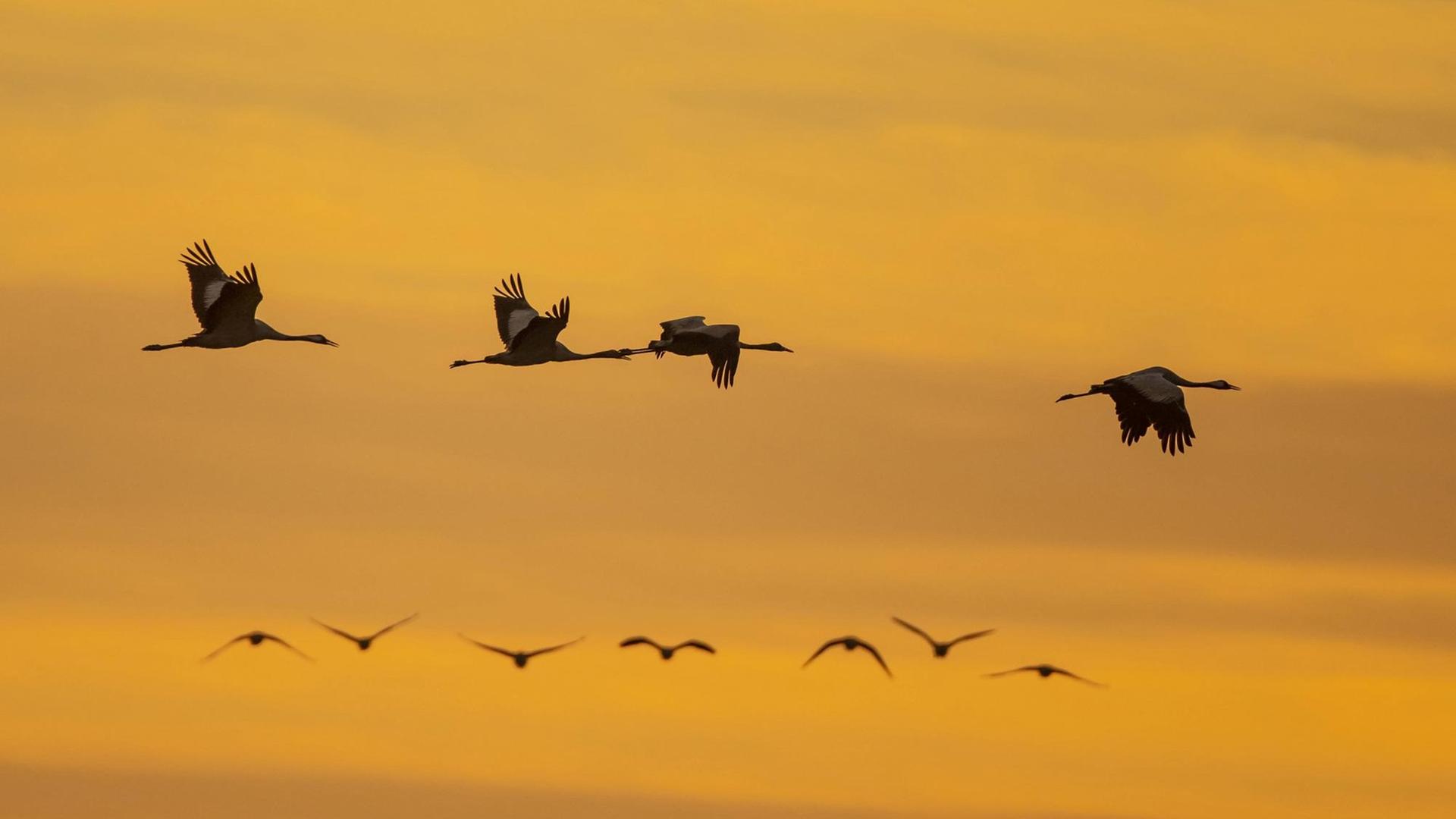 Eine Gruppe von Kranichen, fliegend vor einem Abendhimmel