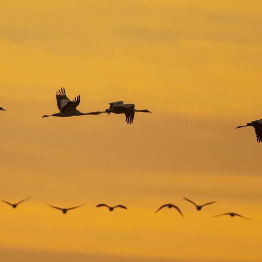 Eine Gruppe von Kranichen, fliegend vor einem Abendhimmel