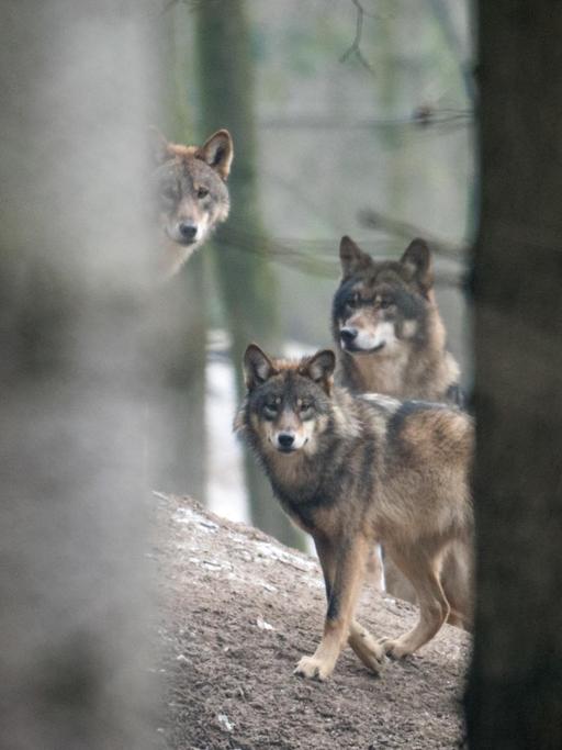 Drei Wölfe (Canis Lupus Lupus), aufgenommen am 18.01.2017 in einem Gehege des Biotopwildpark Anholter Schweiz in Isselburg (Nordrhein-Westfalen).