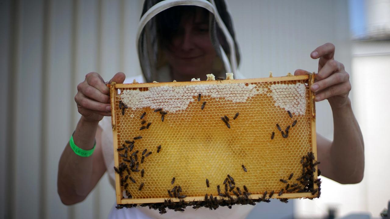 Die Imkerin Erika Mayr hält mit Schutzhelm Bienenwaben hoch