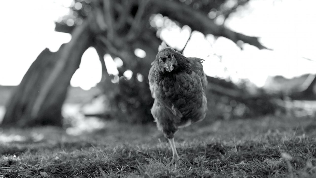 Ein einbeiniges Huhn blickt in die Kamera.