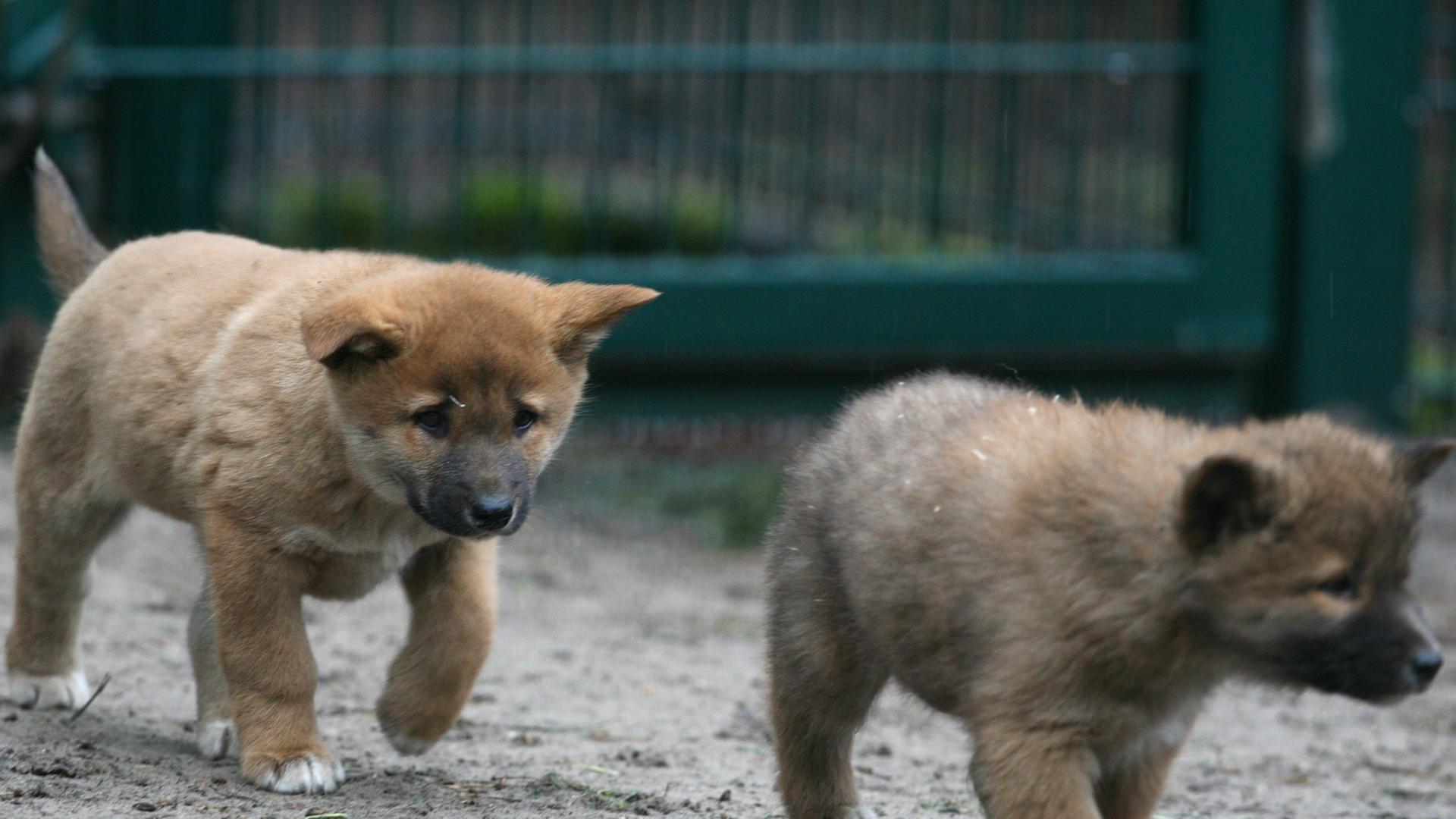 Zwei kleine Dingowelpen laufen am Dienstag (28.02.2012) im Tierpark Friedrichsfelde in Berlin durch ihr Gehege. Insgesamt vier Jungtiere wurden bei den Dingos am 03. Januar geboren. Dingos sind verwilderte Haushunde, und gelten als einziges wildlebendes Raubtier Australiens, das kein Beuteltier ist.