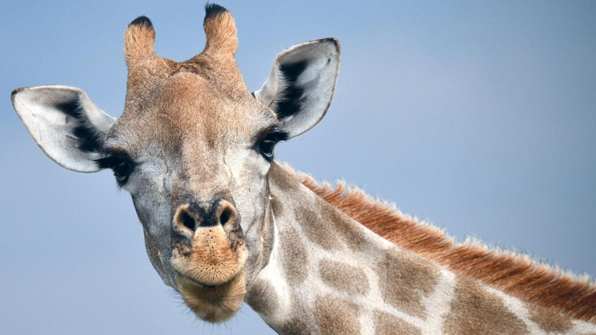 Eine Giraffe wendet den Kopf und blickt in die Kamera.