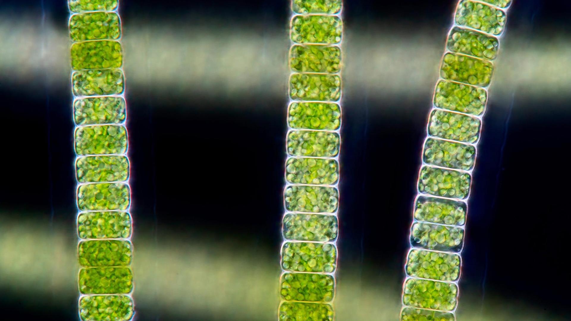 Mikroskopische Ansicht einer Alge.