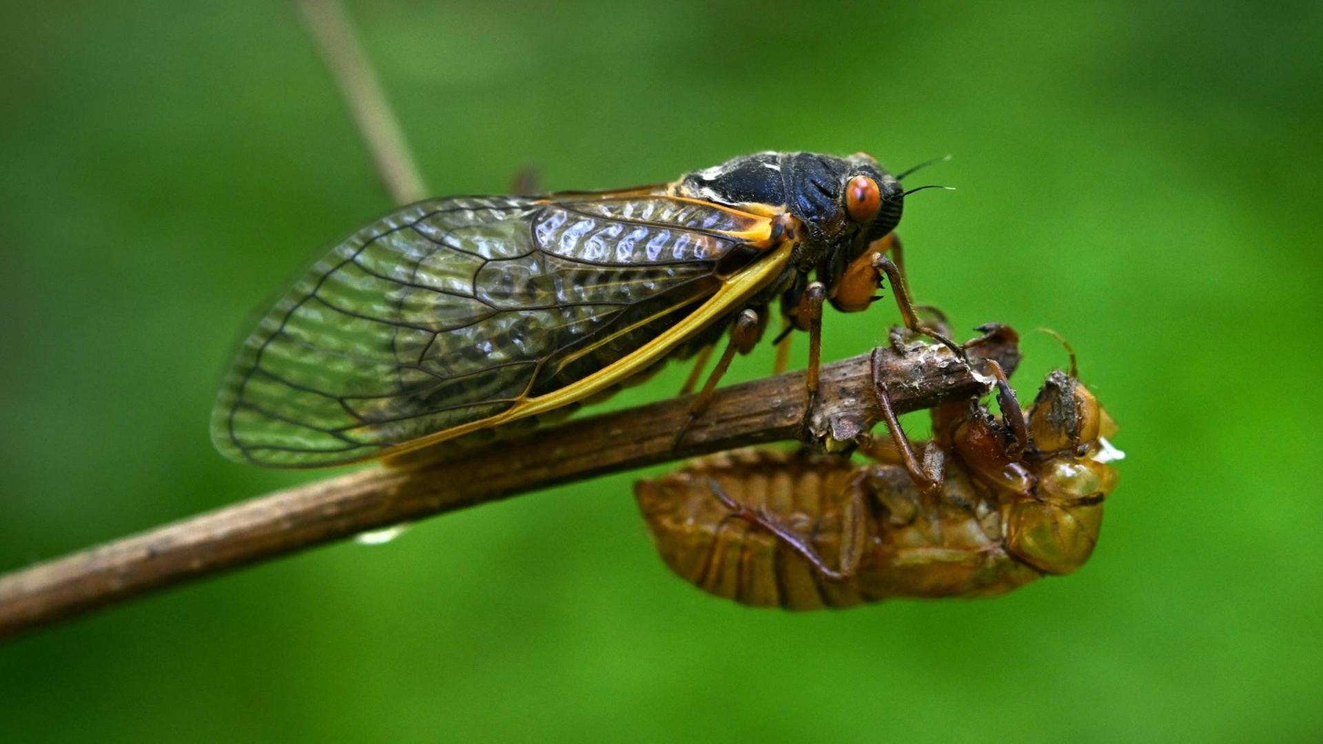 Insekten Forscher befürchten Zikadenschwemme in USA