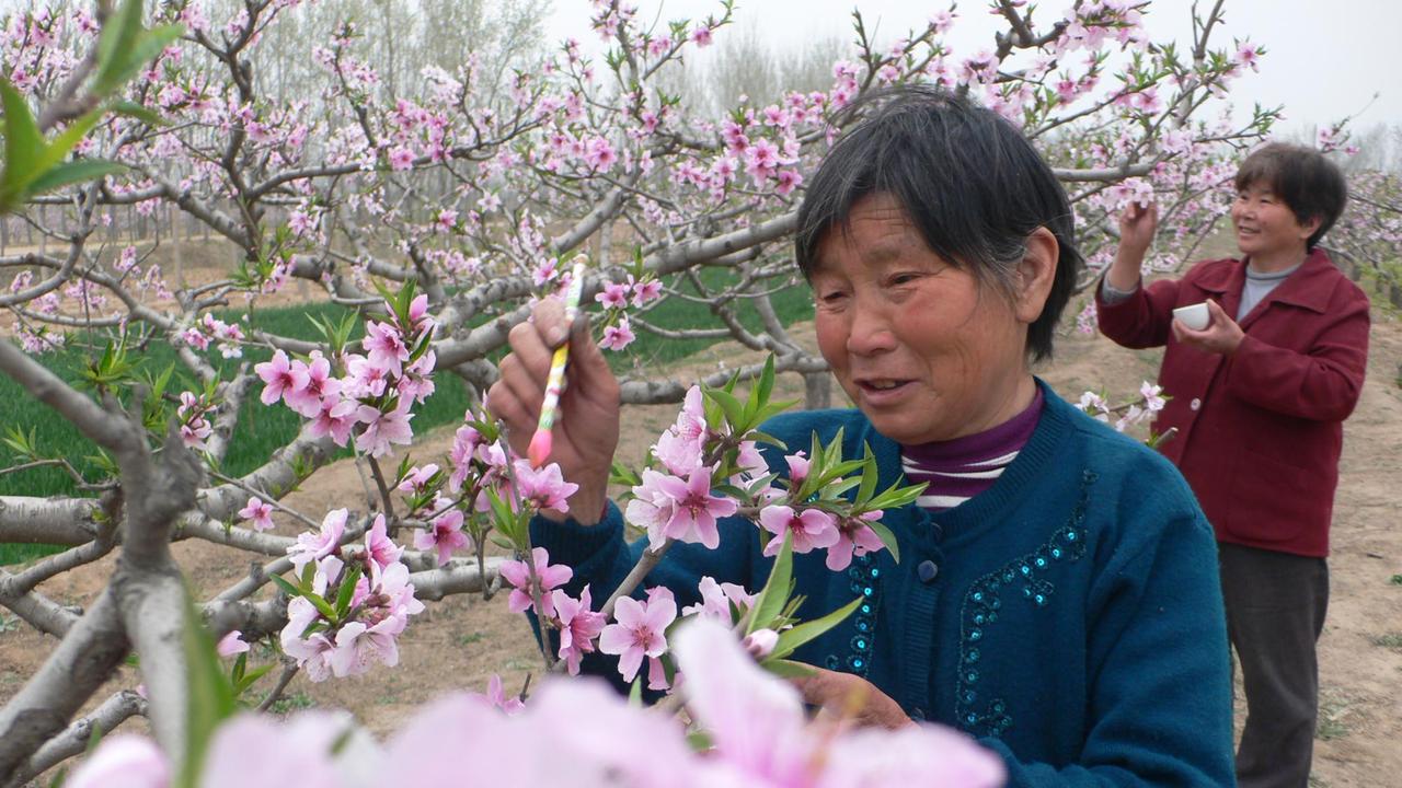 Chinesische Farmer bestäuben am 05.04.2010 händisch die Aprikosenblüten auf einer Obstbaumplantage in Kaifeng in der zentralchinesischen Provinz Henan.