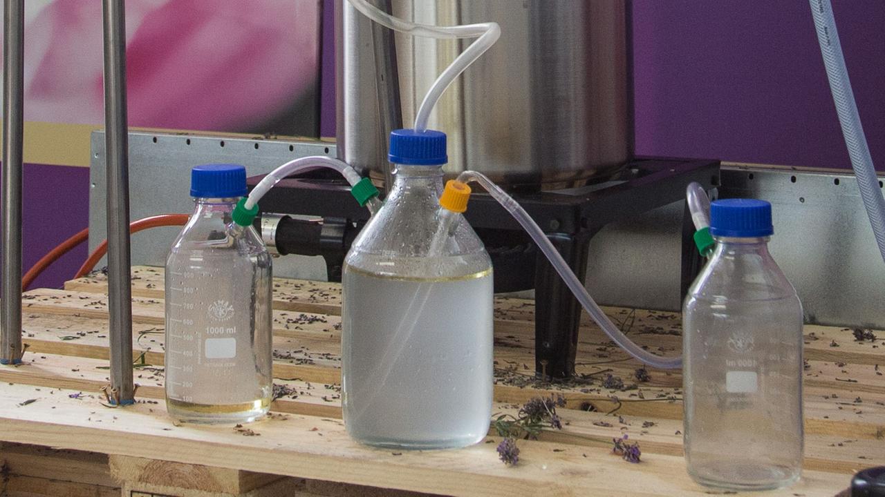 Für eine Probedestillation in der Lavendel-Manufaktur Detmold sind drei Flaschen untereinander mit Schläuchen verbunden: Nach links fließt das reine Lavendelöl und nach rechts das Wasser.