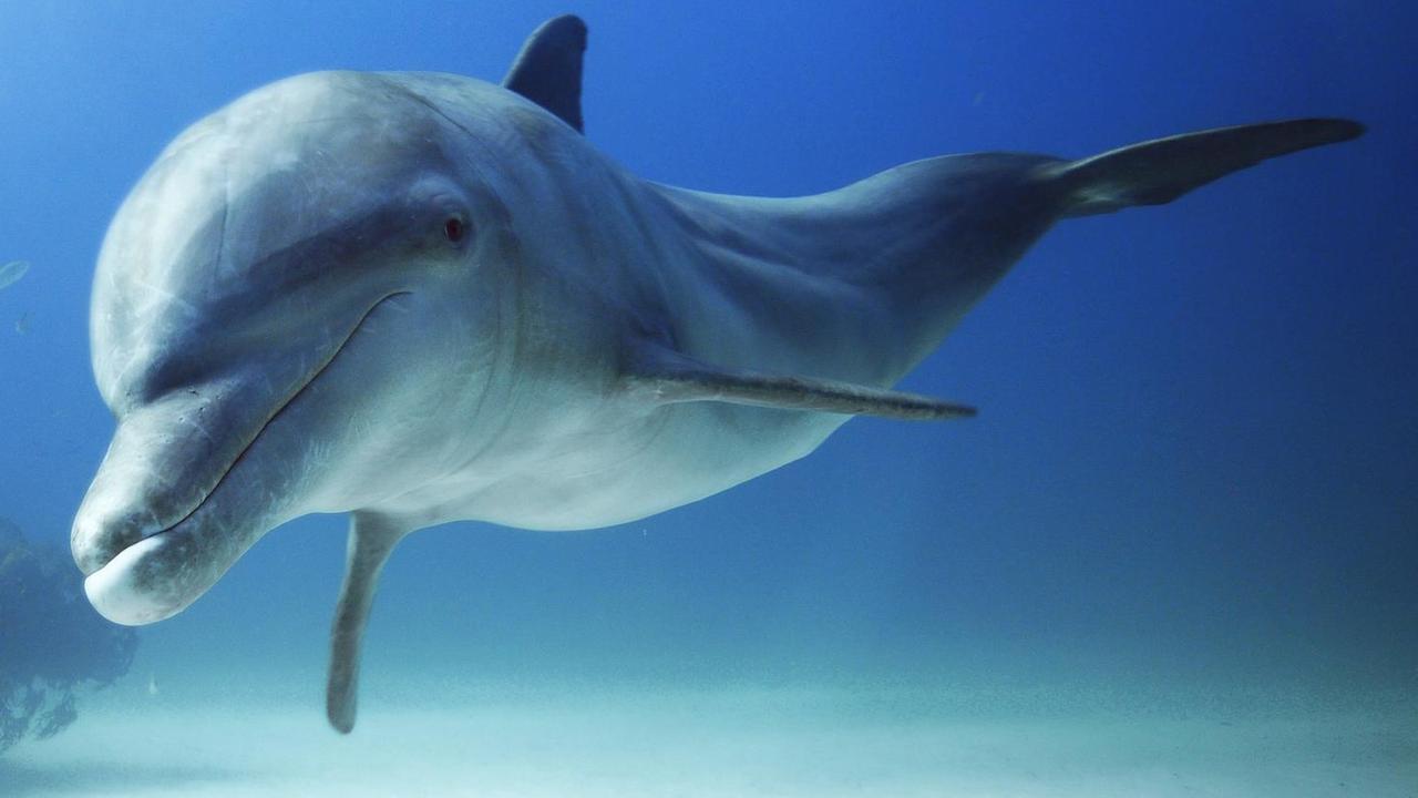 Ein Delfin in Bahamas