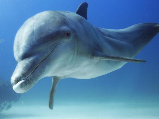 Ein Delfin in Bahamas