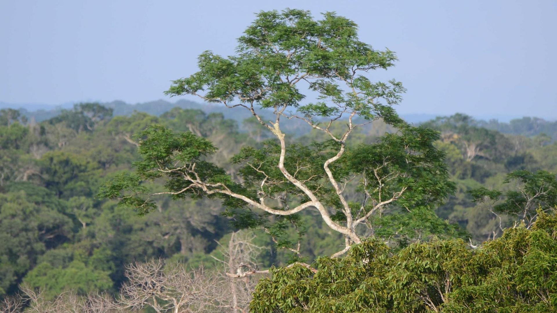 Blick auf Bäume im Amazonas-Regenwald in Brasilien.