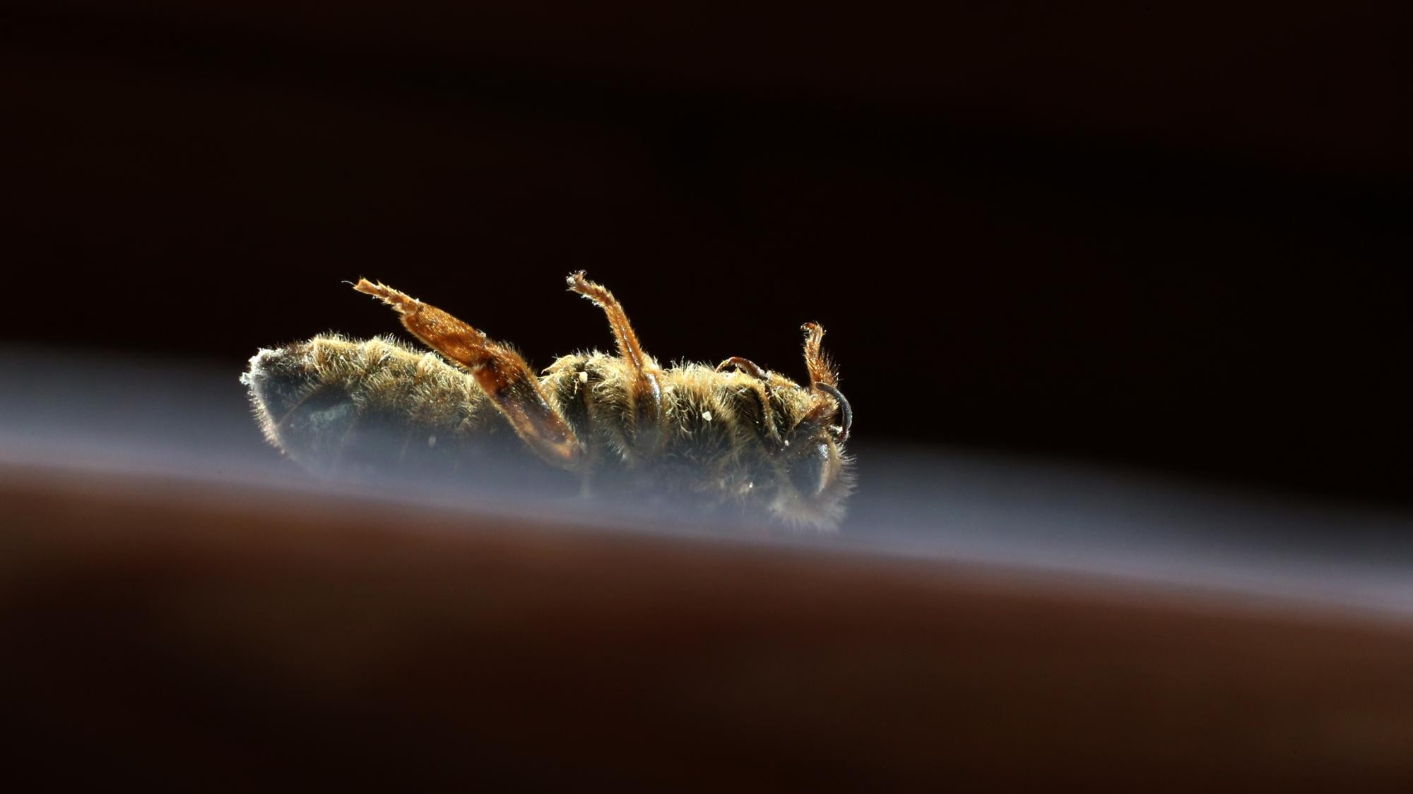 Insektensterben - Leises Summen und lauter Protest