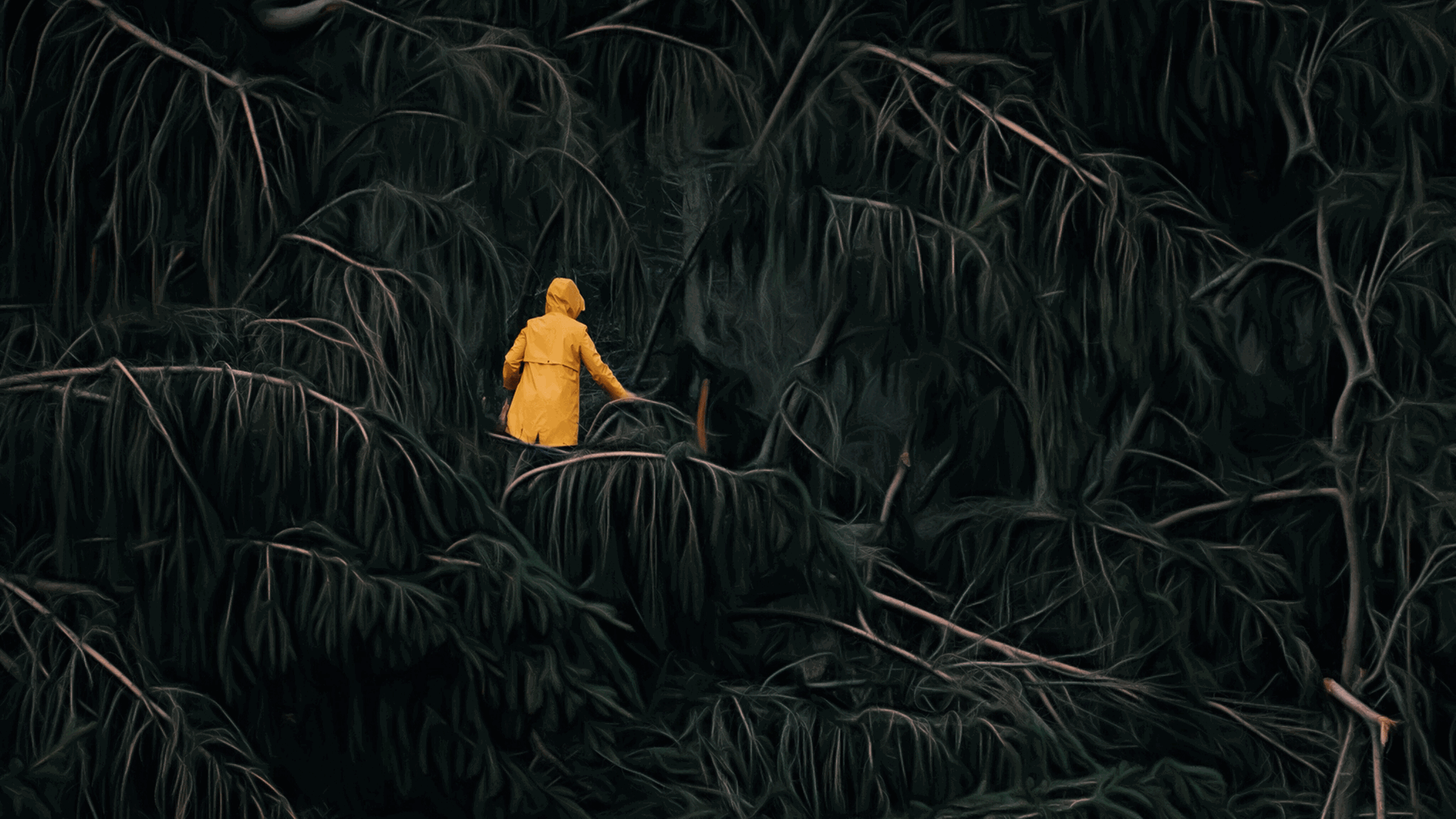 Humanoid Nature ist ein Titel der heutigen Kurzstrecke. Zu sehen: Eine Frau von hinten in einem gelben Regenmantel geht durch den Regenwald.