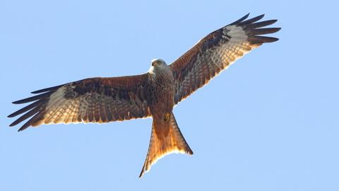 Ein Rotmilan (Milvus milvus) im Flug. In Deutschland brüten noch 25.000 Paare.