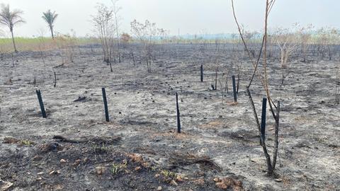 Verbrannte Vegetation im Westen Brasiliens